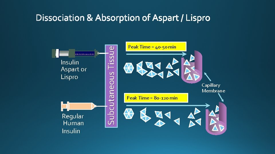 Regular Human Insulin Subcutaneous Tissue Insulin Aspart or Lispro Peak Time = 40 -50