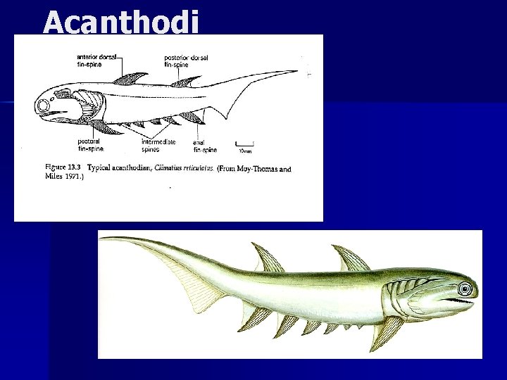 SUPERCLASE GNATHOSTOMATA Conodonts Lampreys Hagfishes Cephalochordata ...