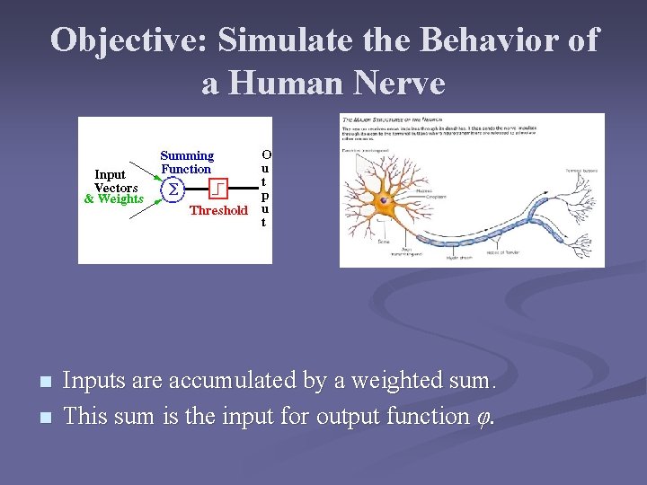 Objective: Simulate the Behavior of a Human Nerve n n Inputs are accumulated by