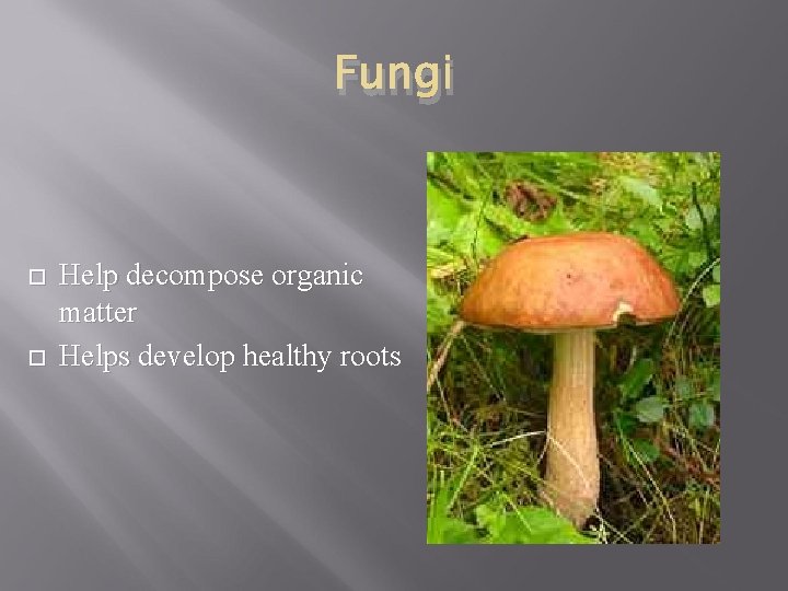 Fungi Help decompose organic matter Helps develop healthy roots Fungi Help decompose organic matter Helps develop healthy roots