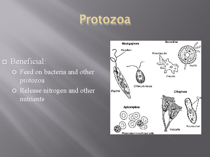 Protozoa Beneficial: Feed on bacteria and other protozoa Release nitrogen and other nutrients Protozoa Beneficial: Feed on bacteria and other protozoa Release nitrogen and other nutrients