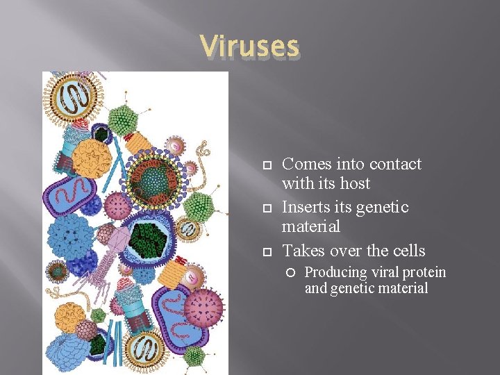 Viruses Comes into contact with its host Inserts its genetic material Takes over the Viruses Comes into contact with its host Inserts its genetic material Takes over the