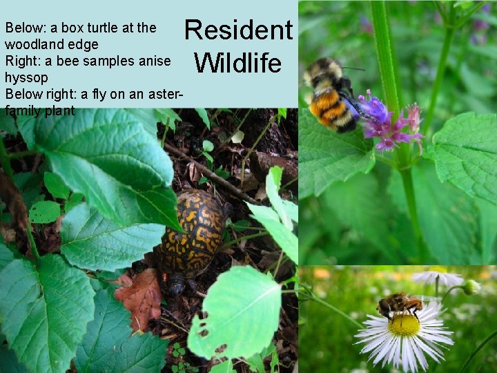 Resident Wildlife Below: a box turtle at the woodland edge Right: a bee samples