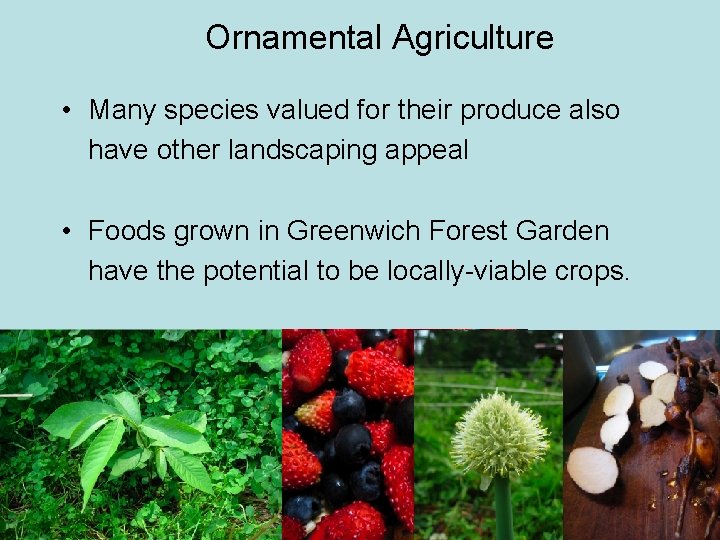 Ornamental Agriculture • Many species valued for their produce also have other landscaping appeal