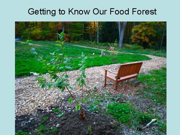 Getting to Know Our Food Forest 