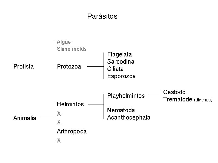 Parásitos Algae Slime molds Protista Protozoa Flagelata Sarcodina Ciliata Esporozoa Playhelmintos Helmintos Animalia X