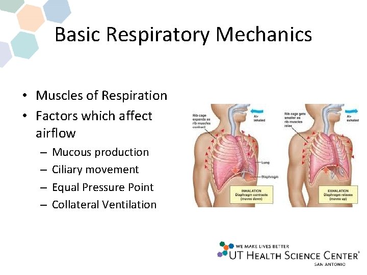 Basic Respiratory Mechanics • Muscles of Respiration • Factors which affect airflow – – Basic Respiratory Mechanics • Muscles of Respiration • Factors which affect airflow – –