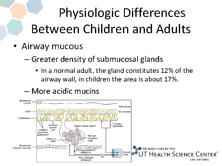 Physiologic Differences Between Children and Adults • Airway mucous – Greater density of submucosal Physiologic Differences Between Children and Adults • Airway mucous – Greater density of submucosal