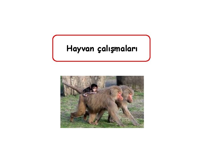 Hayvan çalışmaları 