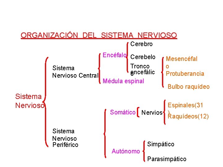 ORGANIZACIÓN DEL SISTEMA NERVIOSO Cerebro Encéfalo Cerebelo Sistema Nervioso Central Sistema Nervioso Tronco encefálic