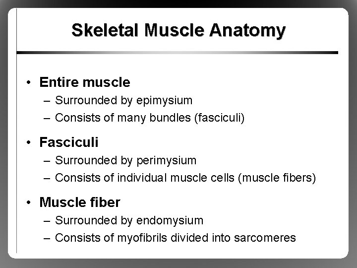 Skeletal Muscle Anatomy • Entire muscle – Surrounded by epimysium – Consists of many