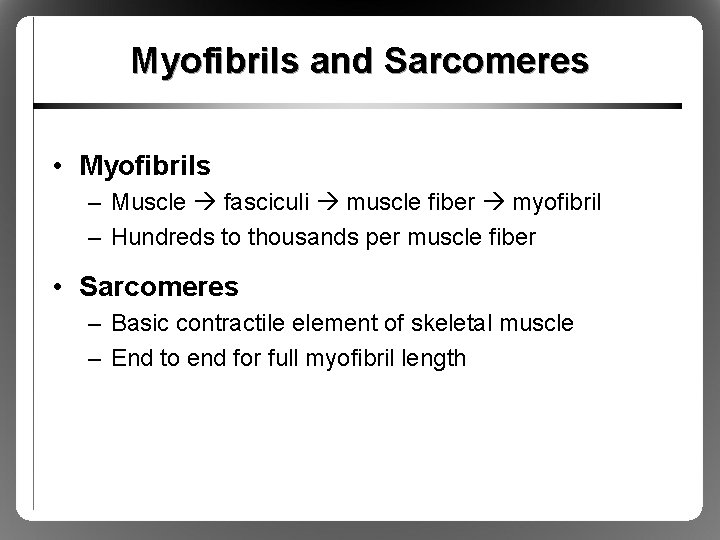 Myofibrils and Sarcomeres • Myofibrils – Muscle fasciculi muscle fiber myofibril – Hundreds to