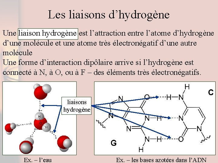 Les liaisons d’hydrogène Une liaison hydrogène est l’attraction entre l’atome d’hydrogène d’une molécule et