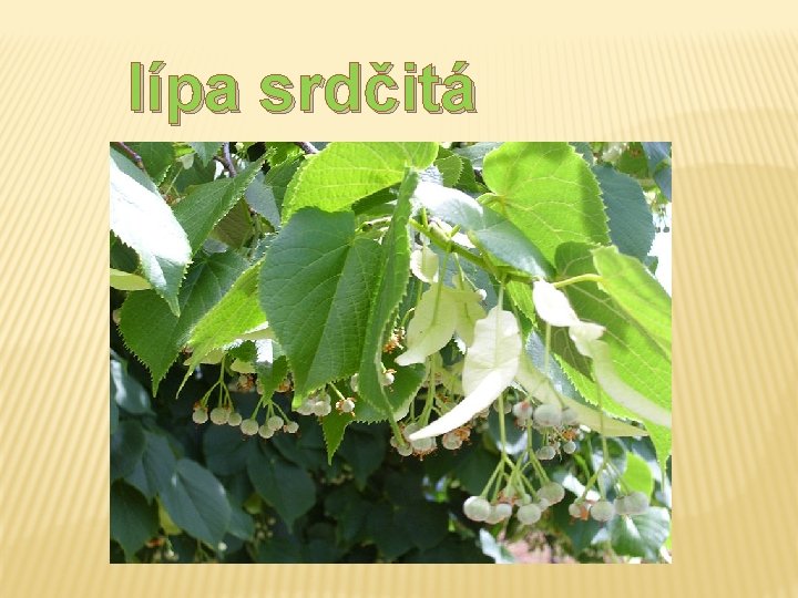 lípa srdčitá lípa srdčitá