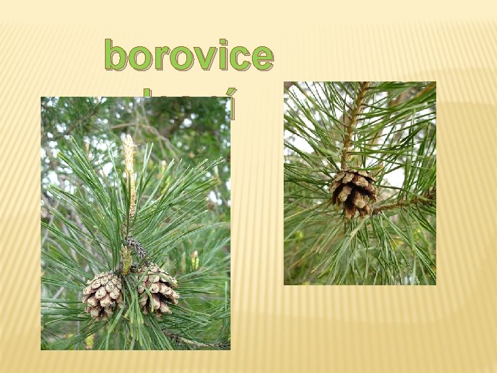 borovice lesní borovice lesní