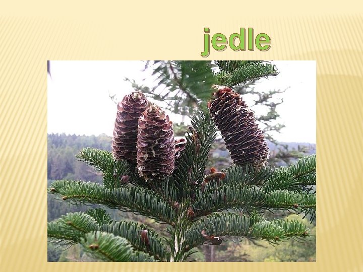 jedle bělokorá jedle bělokorá