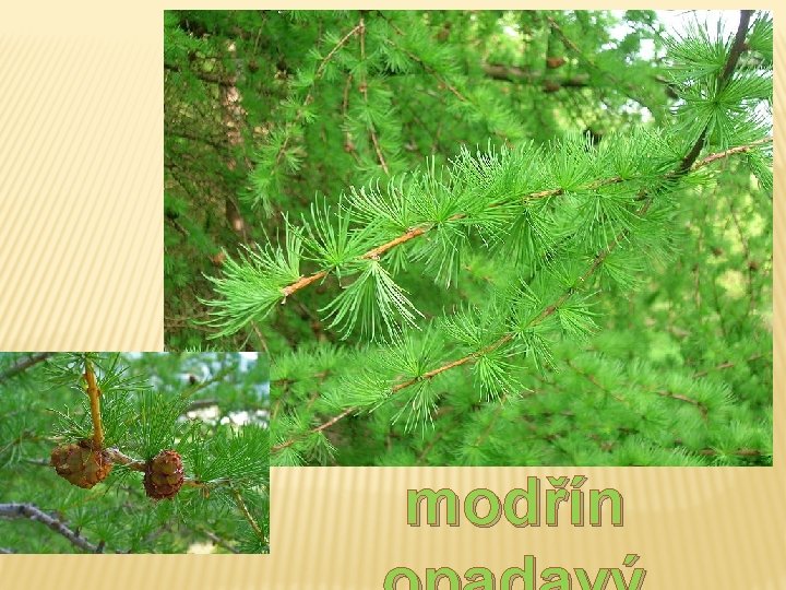 modřín modřín
