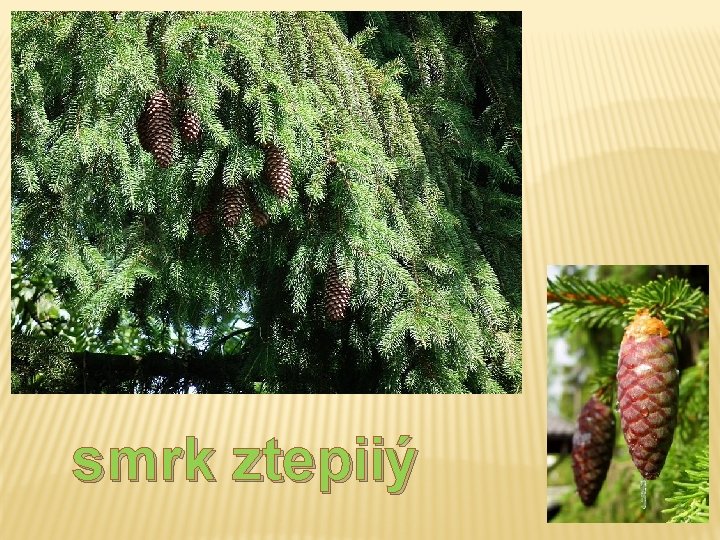 smrk ztepiiý smrk ztepiiý