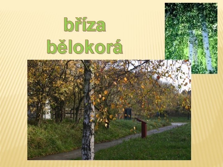 bříza bělokorá bříza bělokorá
