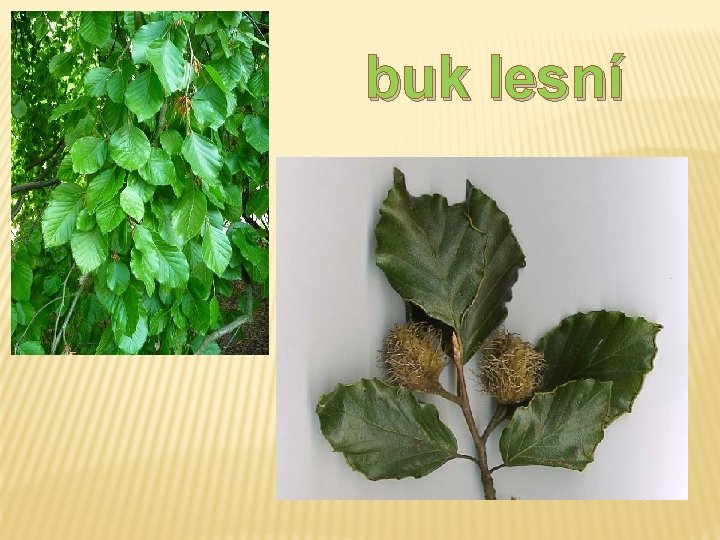 buk lesní buk lesní