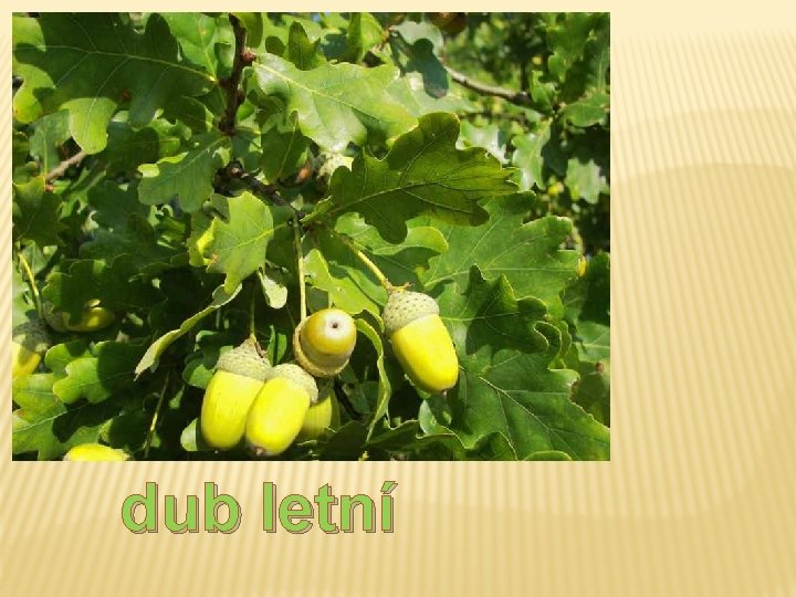 dub letní dub letní