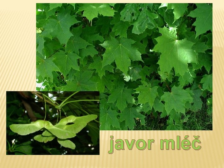 javor mléč javor mléč