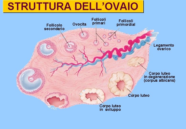 STRUTTURA DELL’OVAIO Follicolo secondario Ovocita Follicoli primari Follicoli primordial Legamento ovarico Corpo luteo in