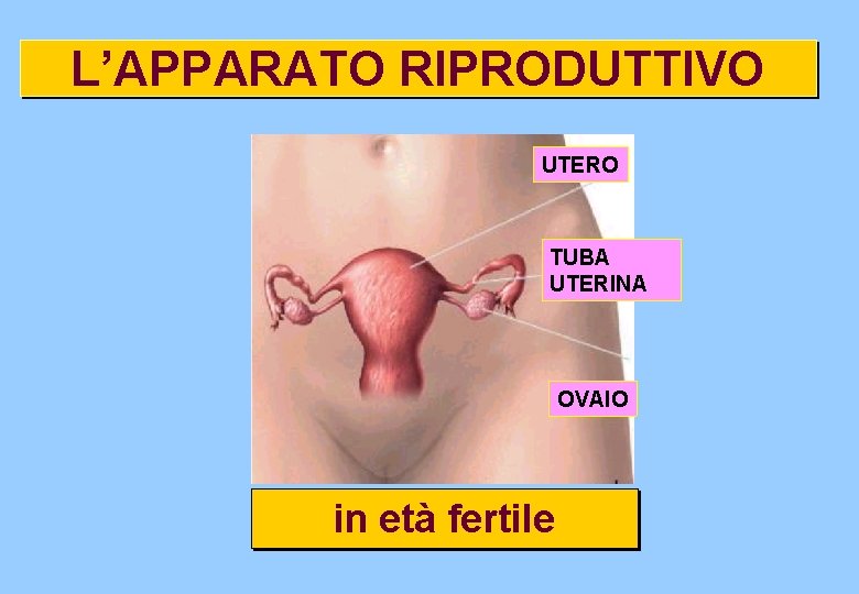 L’APPARATO RIPRODUTTIVO UTERO TUBA UTERINA OVAIO in età fertile L’APPARATO RIPRODUTTIVO UTERO TUBA UTERINA OVAIO in età fertile