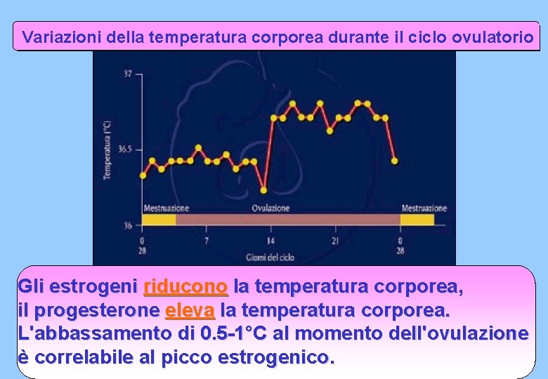 Variazioni della temperatura corporea durante il ciclo ovulatorio Gli estrogeni riducono la temperatura corporea,