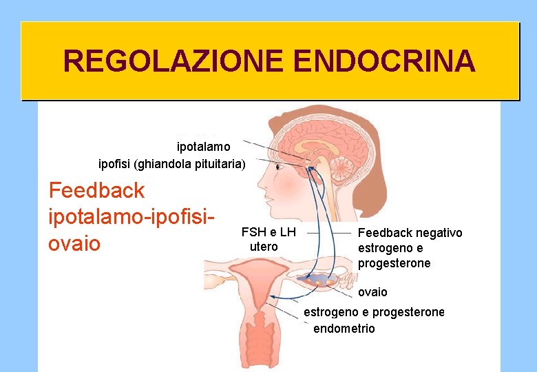 REGOLAZIONE ENDOCRINA ipotalamo ipofisi (ghiandola pituitaria) Feedback ipotalamo-ipofisiovaio FSH e LH utero Feedback negativo