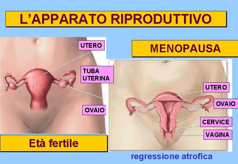 L’APPARATO RIPRODUTTIVO UTERO MENOPAUSA TUBA UTERINA UTERO OVAIO CERVICE Età fertile VAGINA regressione atrofica