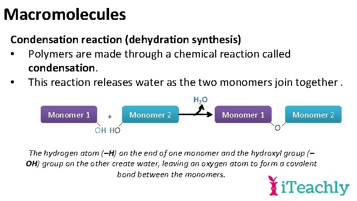 Macromolecules Condensation reaction (dehydration synthesis) • Polymers are made through a chemical reaction called