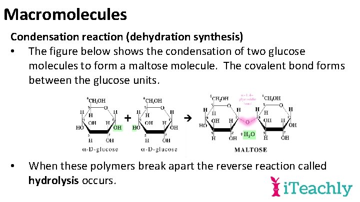 Macromolecules Condensation reaction (dehydration synthesis) • The figure below shows the condensation of two