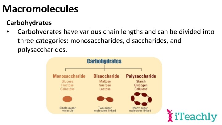 Macromolecules Carbohydrates • Carbohydrates have various chain lengths and can be divided into three