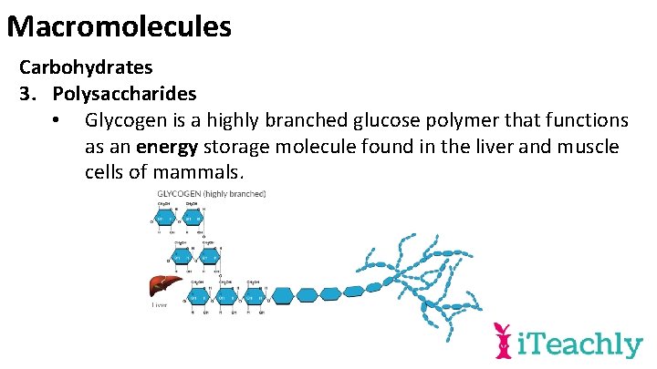 Macromolecules Carbohydrates 3. Polysaccharides • Glycogen is a highly branched glucose polymer that functions