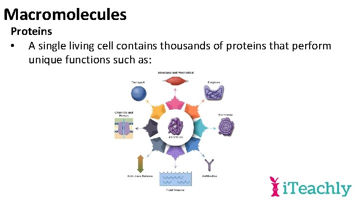 Macromolecules Proteins • A single living cell contains thousands of proteins that perform unique