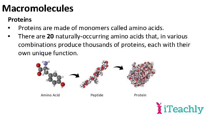 Macromolecules Proteins • Proteins are made of monomers called amino acids. • There are