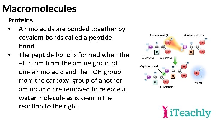 Macromolecules Proteins • Amino acids are bonded together by covalent bonds called a peptide