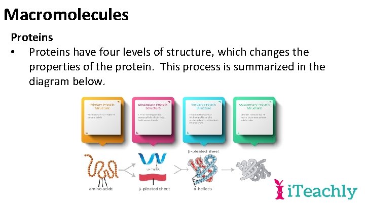 Macromolecules Proteins • Proteins have four levels of structure, which changes the properties of