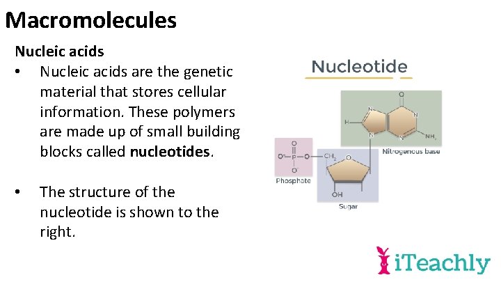 Macromolecules Nucleic acids • Nucleic acids are the genetic material that stores cellular information.