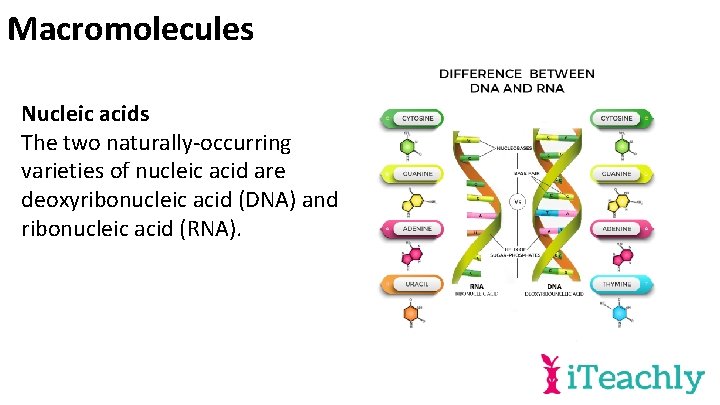 Macromolecules Nucleic acids The two naturally-occurring varieties of nucleic acid are deoxyribonucleic acid (DNA)