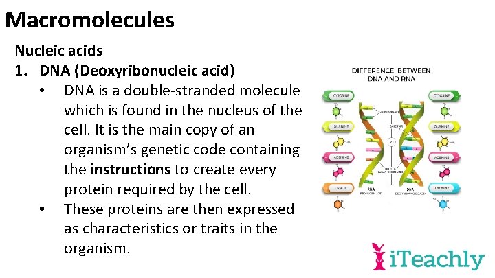 Macromolecules Nucleic acids 1. DNA (Deoxyribonucleic acid) • DNA is a double-stranded molecule which