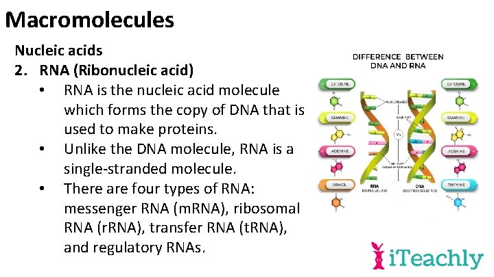 Macromolecules Nucleic acids 2. RNA (Ribonucleic acid) • RNA is the nucleic acid molecule