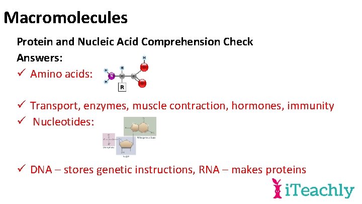 Macromolecules Protein and Nucleic Acid Comprehension Check Answers: ü Amino acids: ü Transport, enzymes,