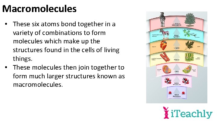 Macromolecules • These six atoms bond together in a variety of combinations to form