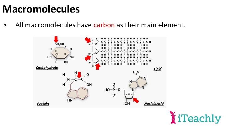 Macromolecules • All macromolecules have carbon as their main element. 