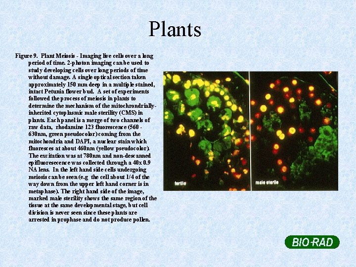 Plants Figure 9. Plant Meiosis - Imaging live cells over a long period of
