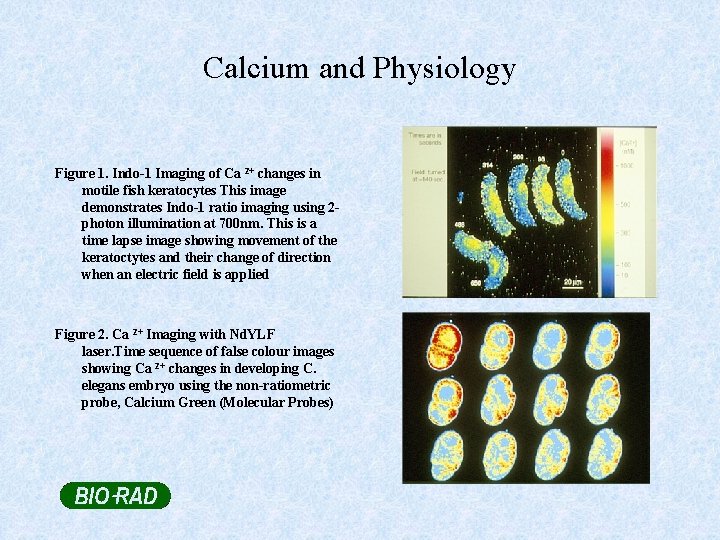 Calcium and Physiology Figure 1. Indo-1 Imaging of Ca 2+ changes in motile fish