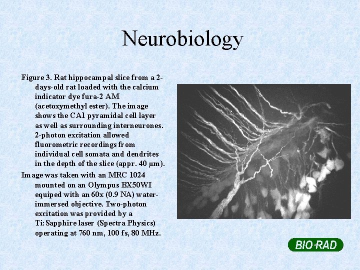 Neurobiology Figure 3. Rat hippocampal slice from a 2 days-old rat loaded with the