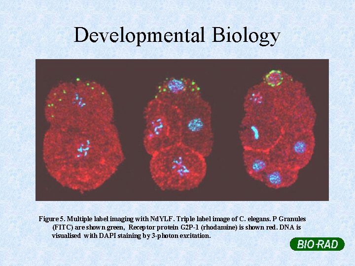 Developmental Biology Figure 5. Multiple label imaging with Nd. YLF. Triple label image of